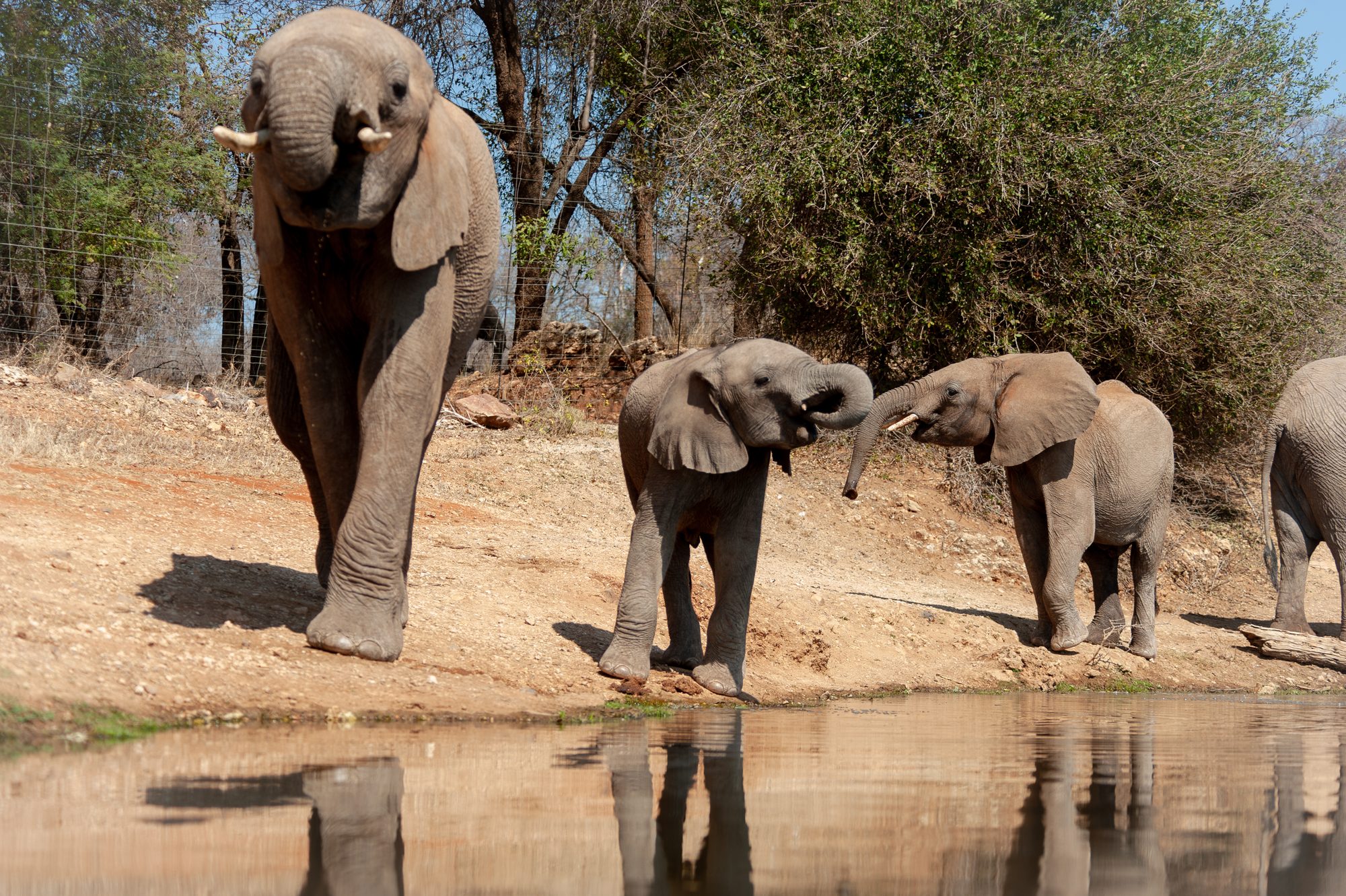 Elephants at the waterhole, Botswana